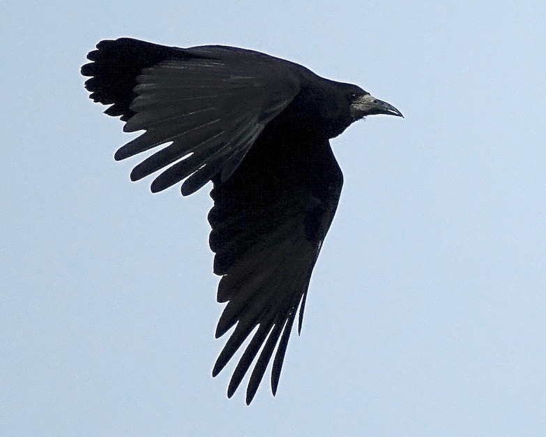 rook